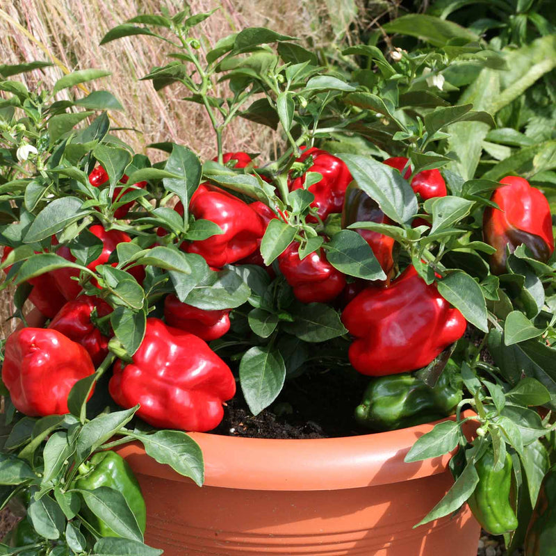 Sweet Pepper Plant 'Red Skin'