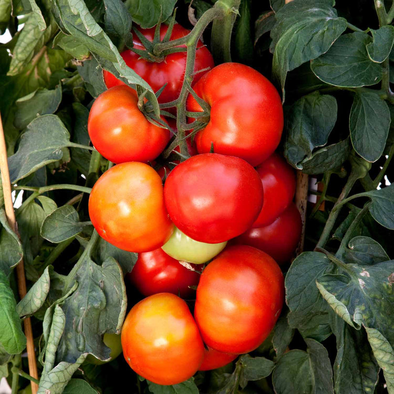 Bush Tomato Plant 'Big Beefsteak'