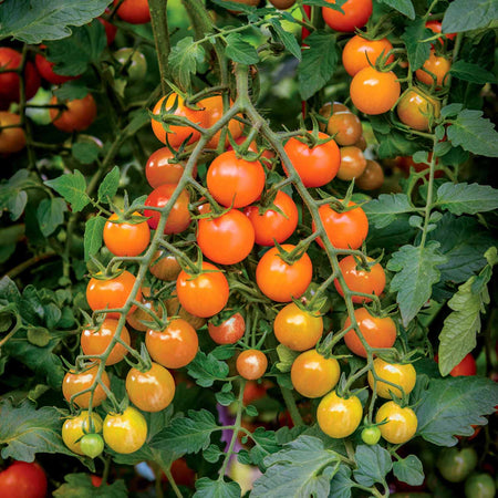 Tomato Plant 'Sweetest Collection'