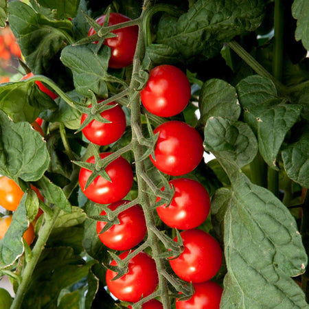 Tomato Plant 'Sweetest Collection'