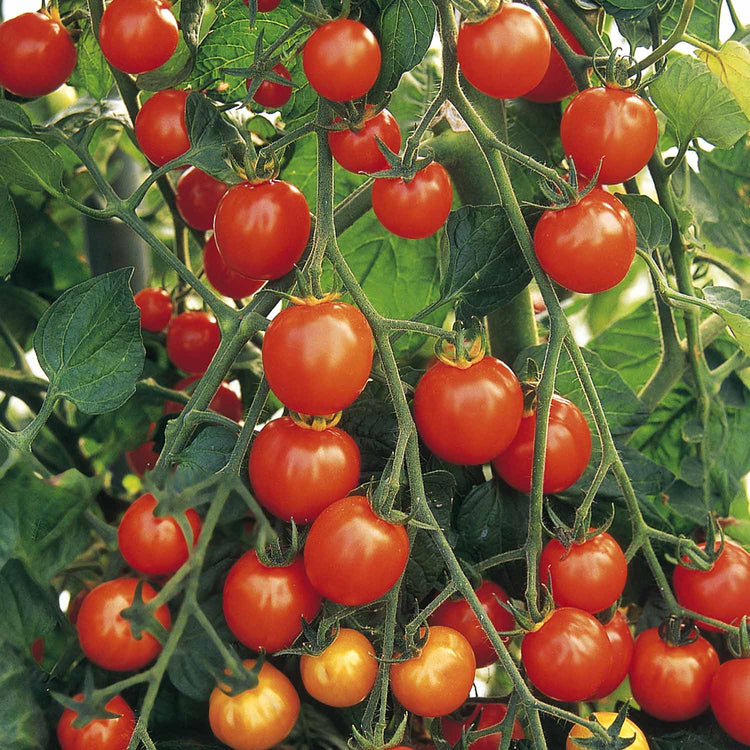 Tomato Plant 'Sweetest Collection'