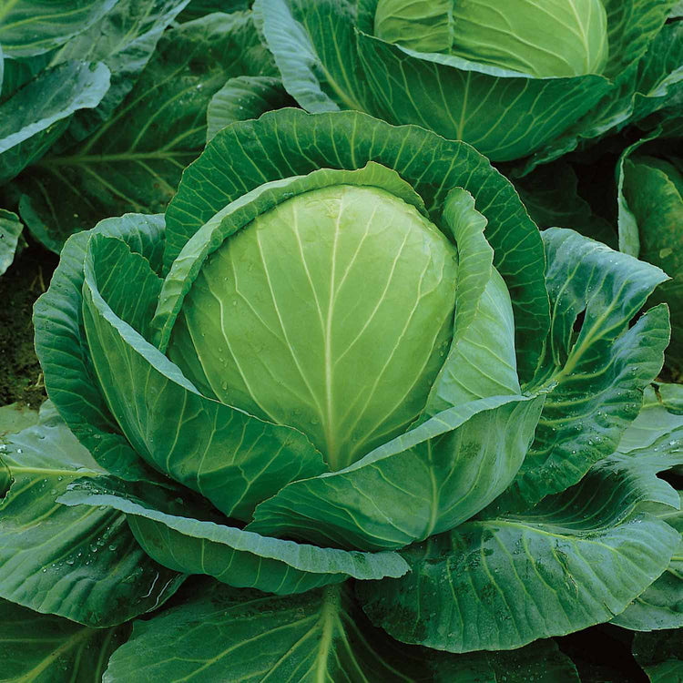 Cabbage Plant 'White Golden Acre'