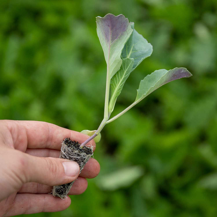 Kale Cavolo Nero 'Black Magic' - 8 Seedlings