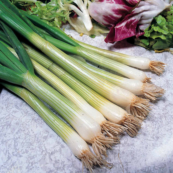 Spring Onion 'White Lisbon' Plants - June Despatch