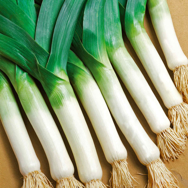 Leek Plant 'Malabar'