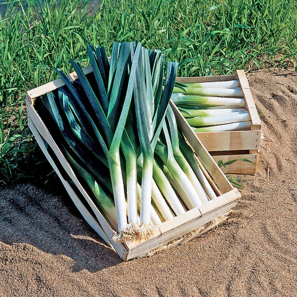 Leek Plant 'Giant Winter'