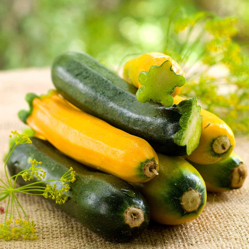 Courgette Plant Mediterranean Duo