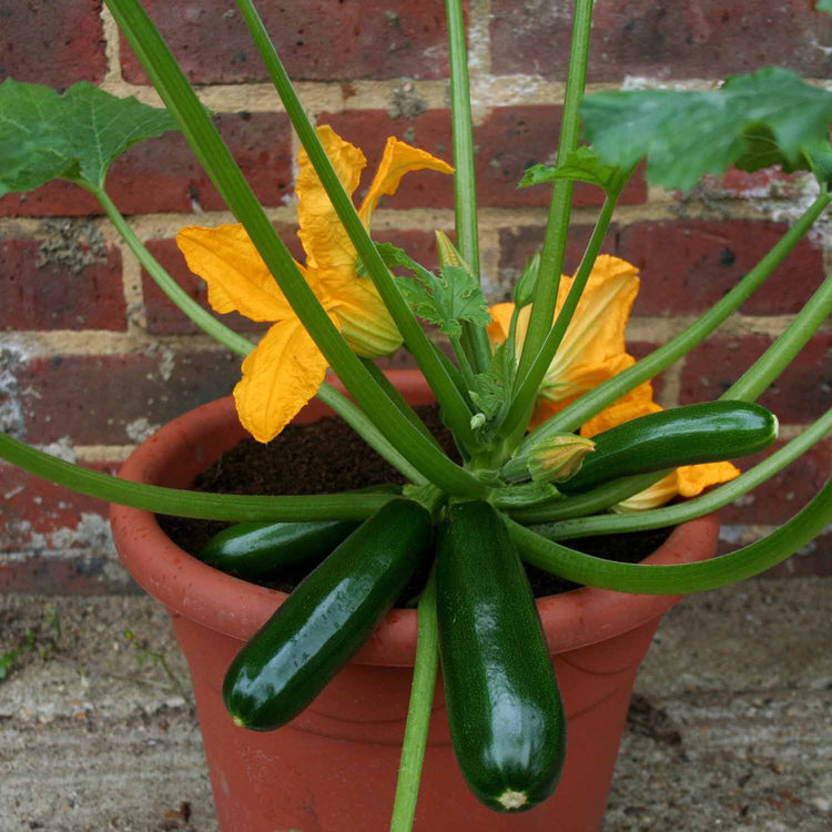 courgette plant in pot Courgette Plant 'Royal Flush'