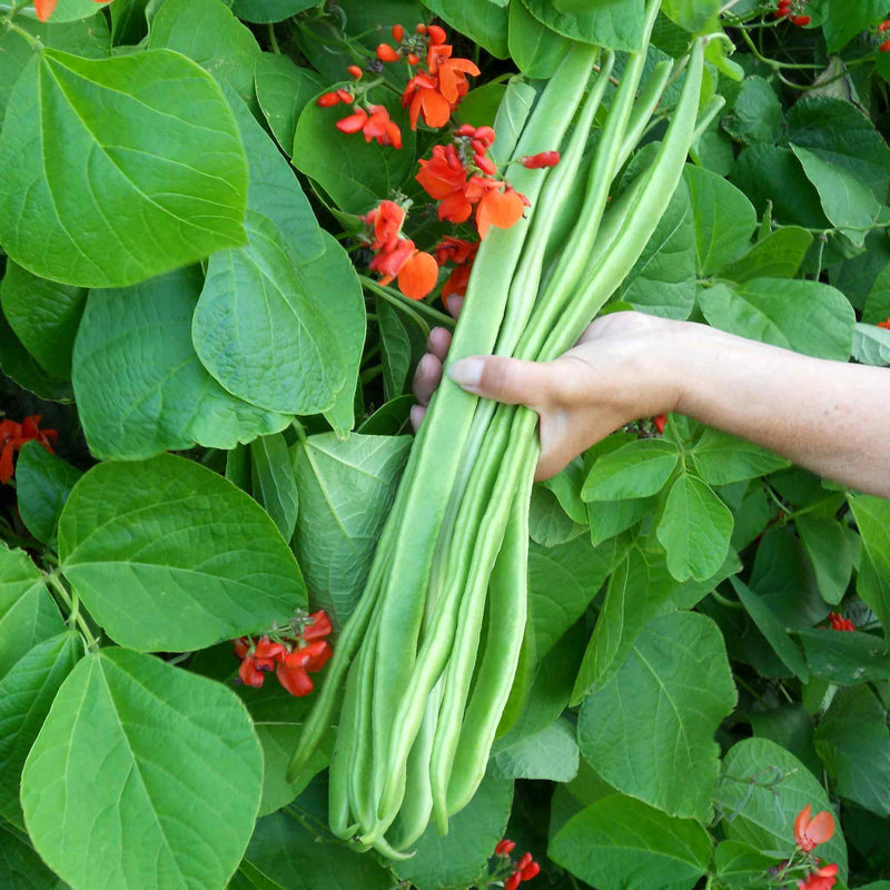 Runner Bean Plant 'Bench Master'