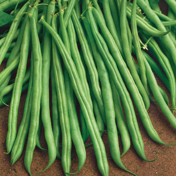 French Bean Plant 'Dwarf Tender Green'