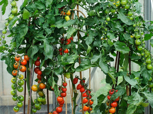 Grafted Vegetable Plants