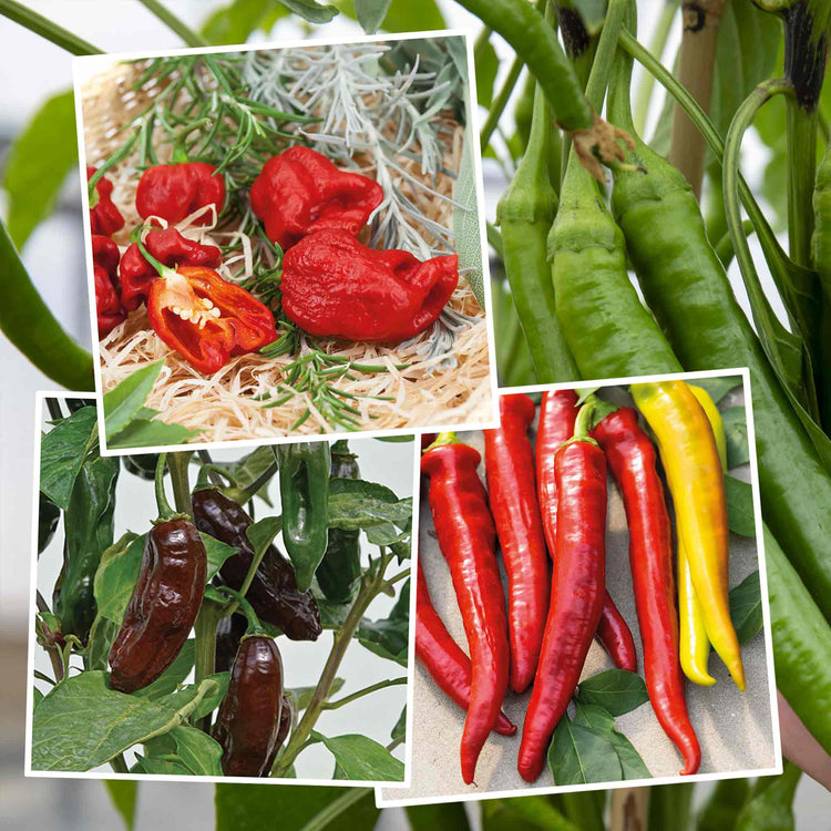 Chilli Flavour Collection 'Hot Mild Smoky'