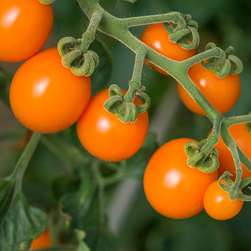Tomato Seeds 'Sunset'