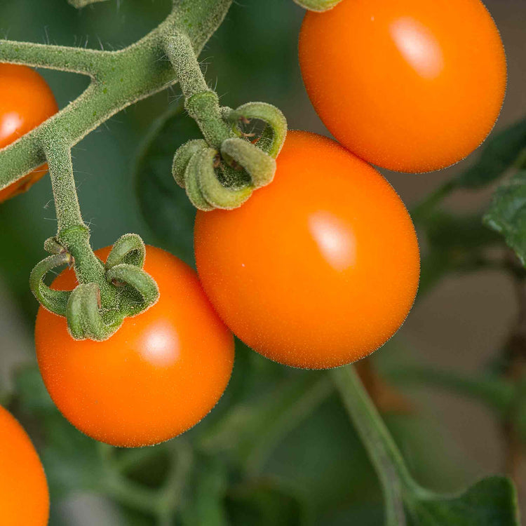 Tomato Seeds 'Sunset'