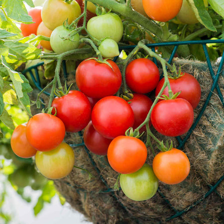 Tomato Seeds 'Siderno'