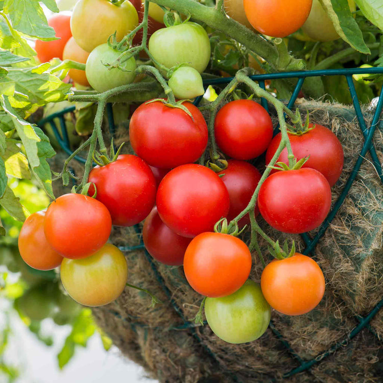 Tomato Seeds 'Siderno'