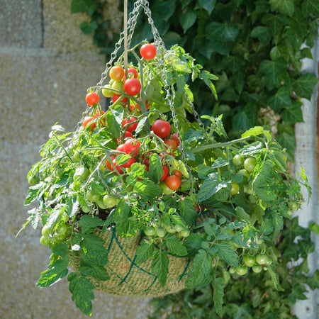 Tomato Seeds 'Siderno'