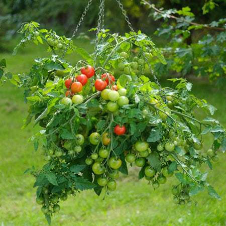 Tomato Seeds 'Siderno'
