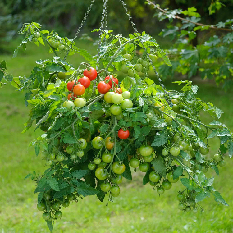 Tomato Seeds 'Siderno'