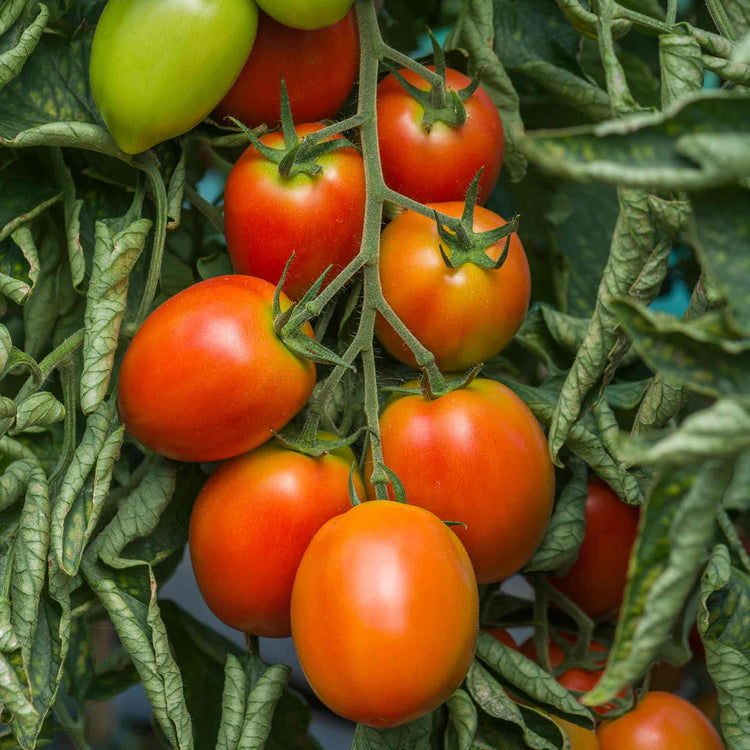 Tomato Seeds 'Sahel'
