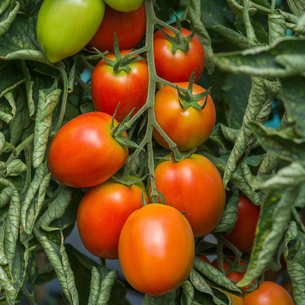 Tomato Seeds 'Sahel'
