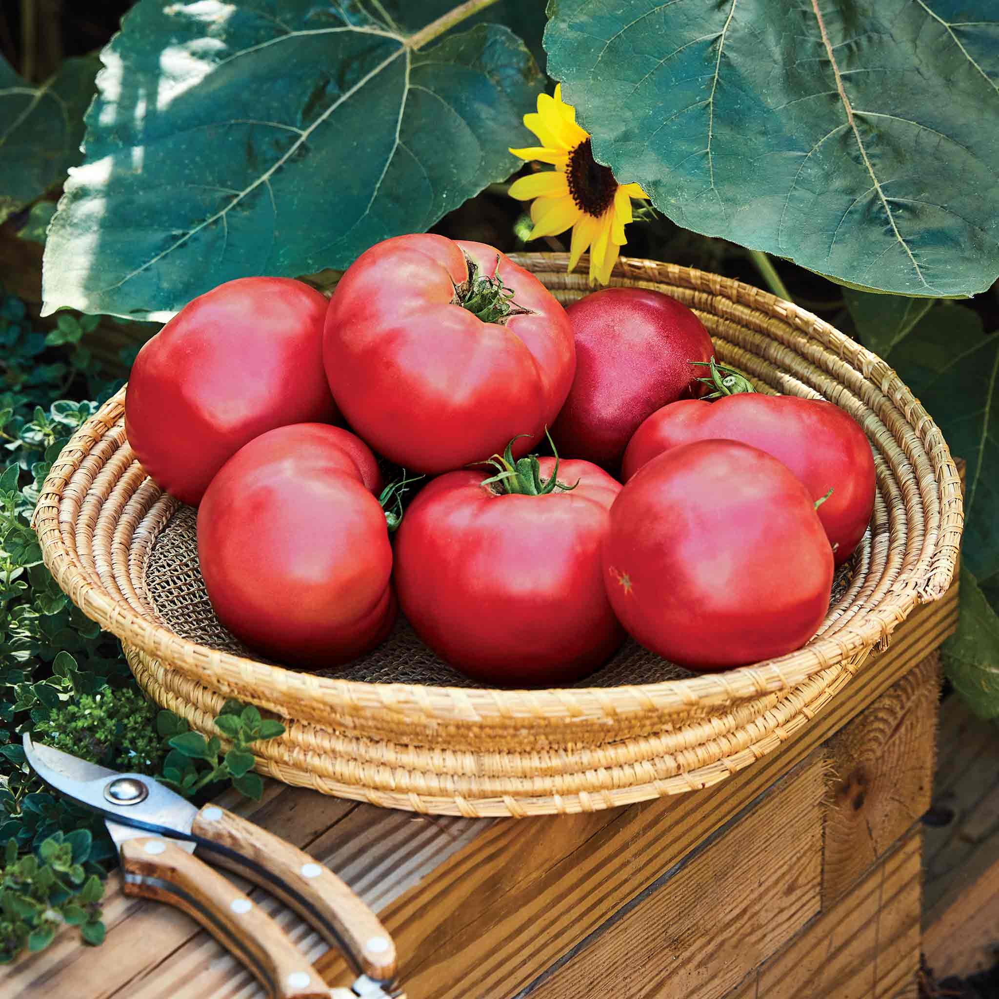 Tomato Seeds 'Rose Crush'| Marshalls Garden