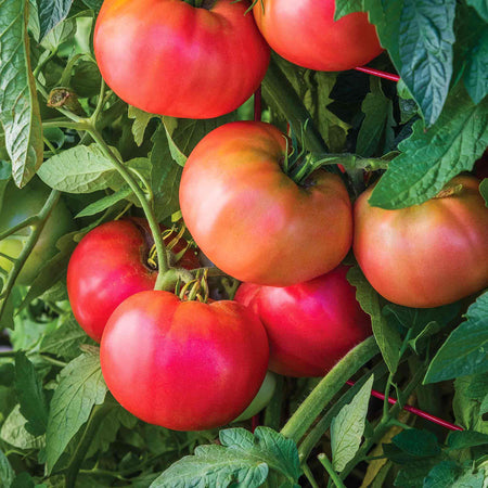 Tomato Seeds 'Rose Crush'