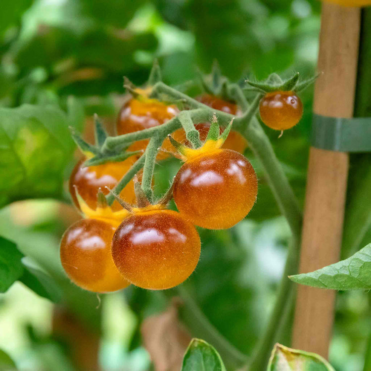 Tomato Seeds 'Gold Berries'