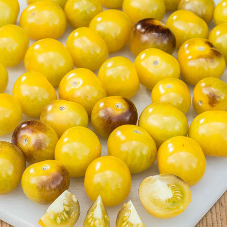 Tomato Plant 'Indigo Gold Berries'