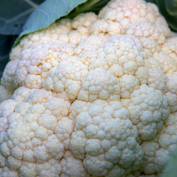 Cauliflower Plant 'Maystar'