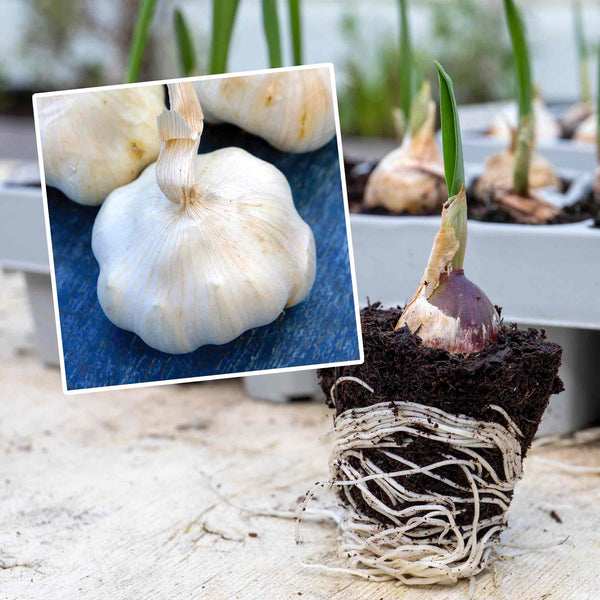 Pre-Rooted Garlic 'Provence Wight'