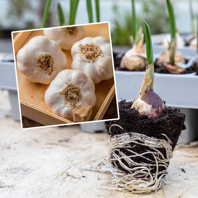 Pre-Rooted Garlic 'Thermidrome'