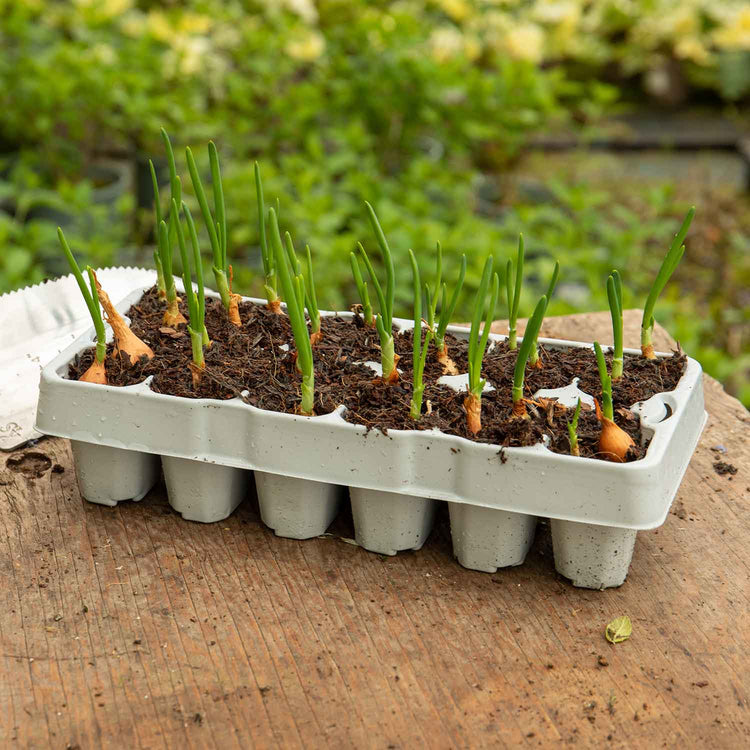 Onion 'Rumba' (Bolt Resistant) - 12 Pre-Rooted Sets