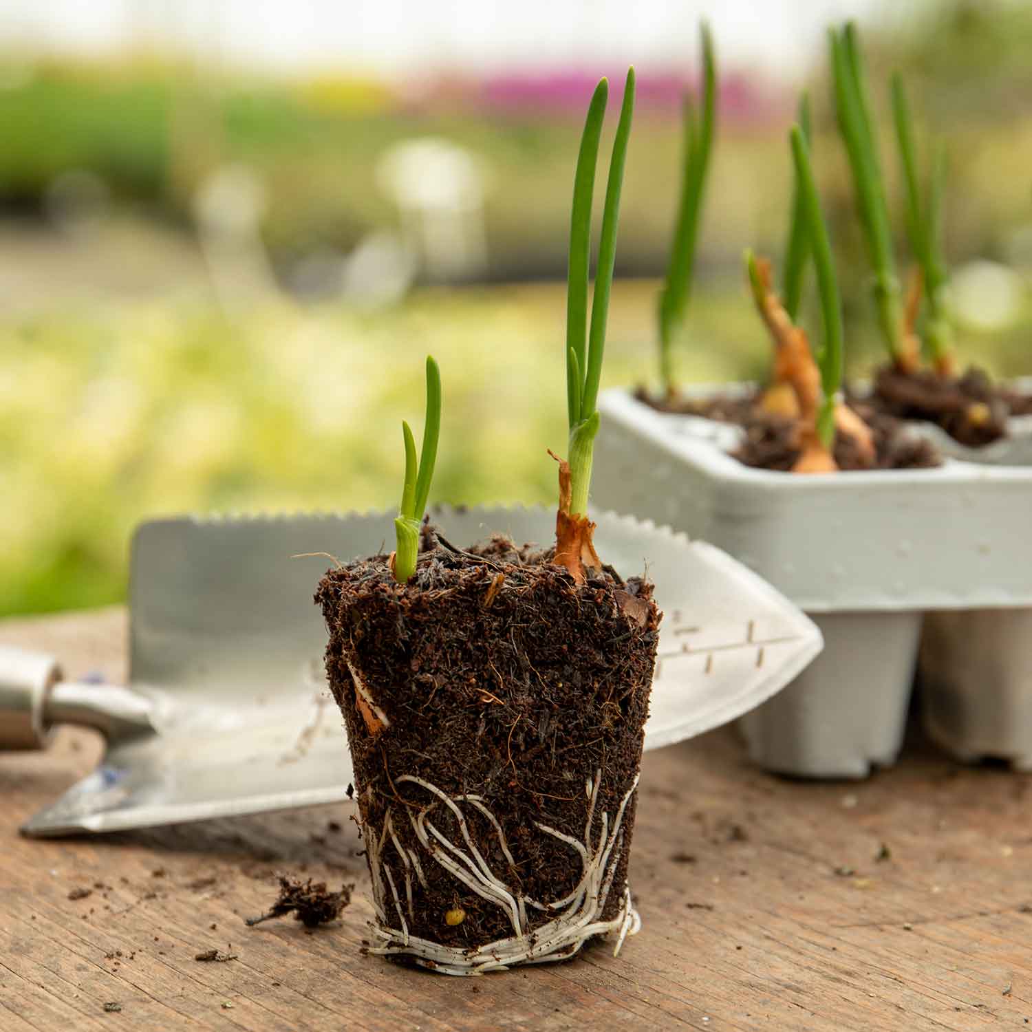 Onion 'Red Baron' (Heat Prepared) 12 PreRooted Sets Buy Onion Sets