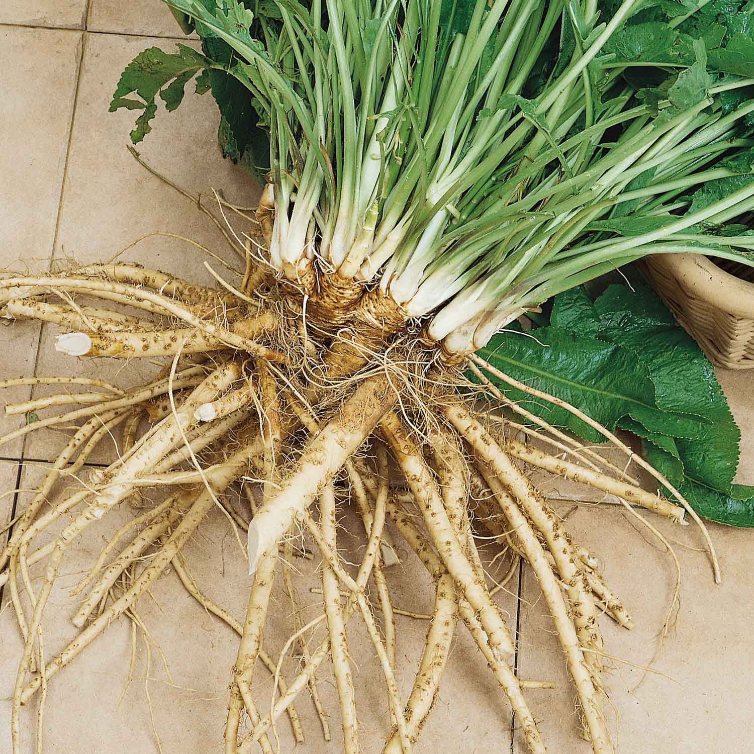 Horseradish Bare Roots Buy Horseradish Bare Roots Online