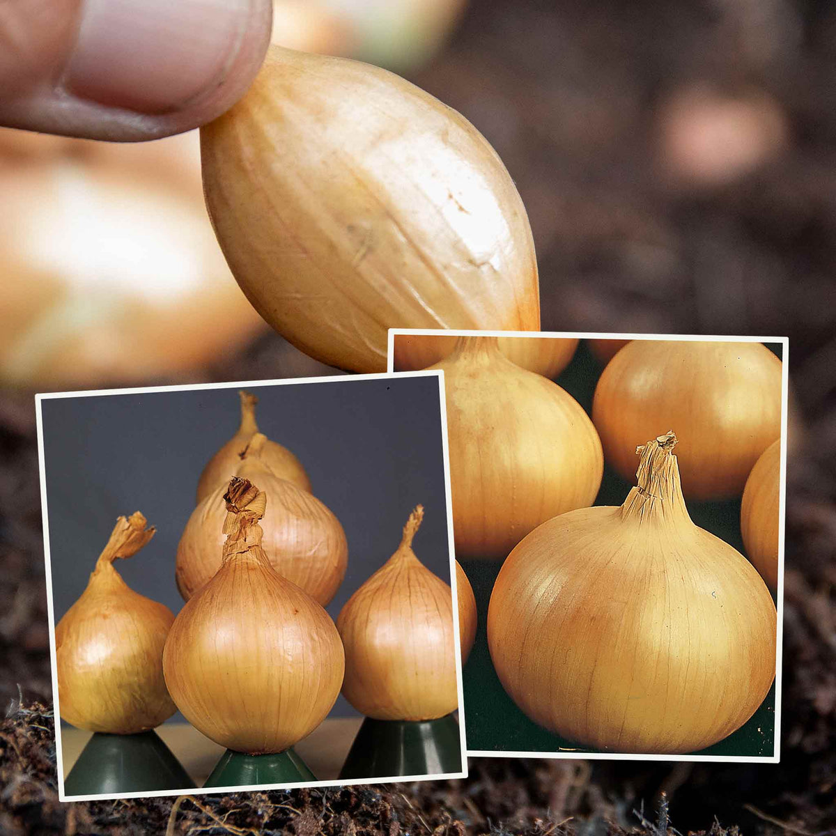 Onion 'Ailsa Craig' & 'Sturon' 40 Plants April Despatch Buy Onion