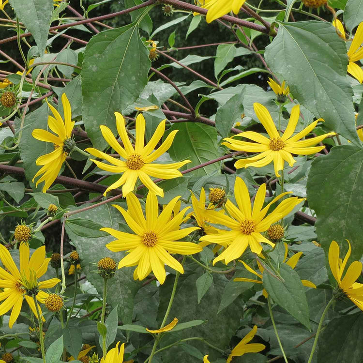 Jerusalem Artichoke Tuber 'Fuseau'