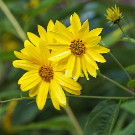 Jerusalem Artichoke Tuber 'Fuseau'