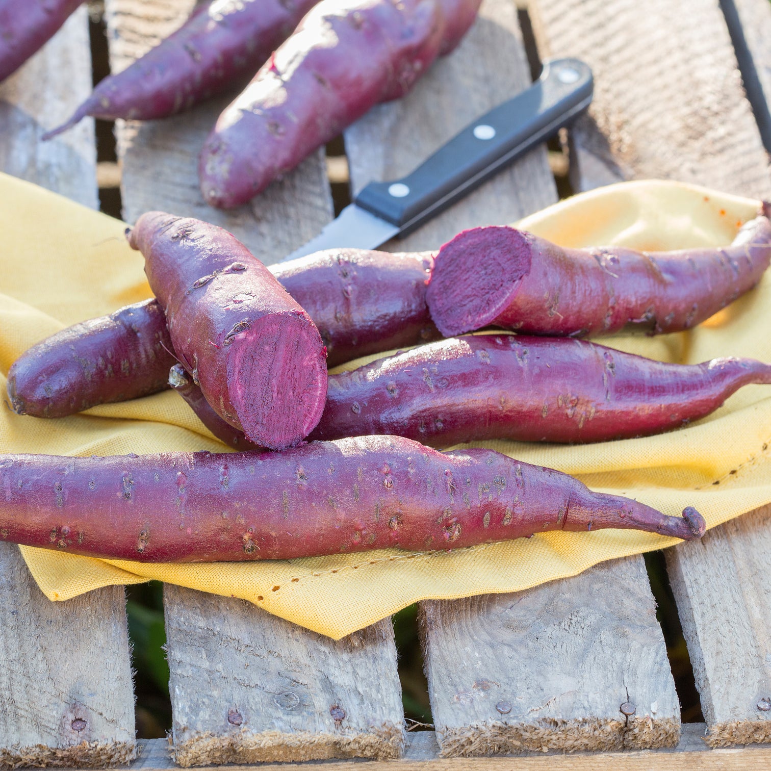 Sweet Potato 'Erato® Violet' 5 Plants Buy Sweet Potato Plants