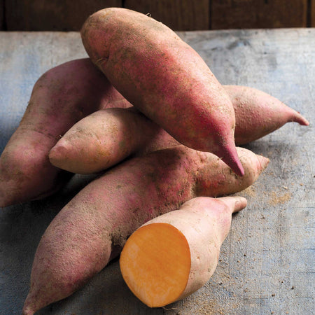 Sweet Potato 'Erato® Vineland Early Orange'