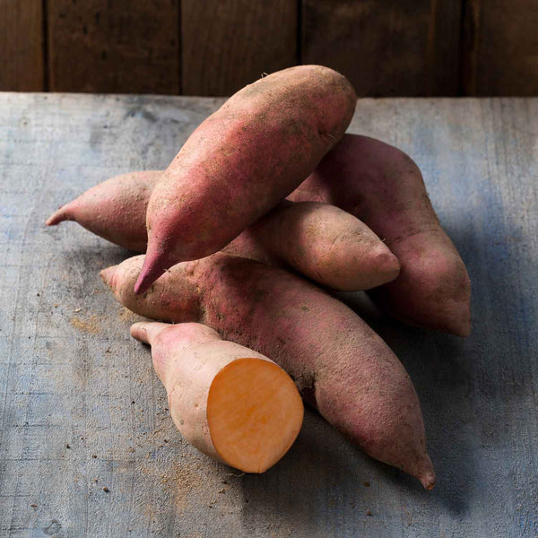 Sweet Potato 'Erato® Vineland Early Orange' - 5 Plants