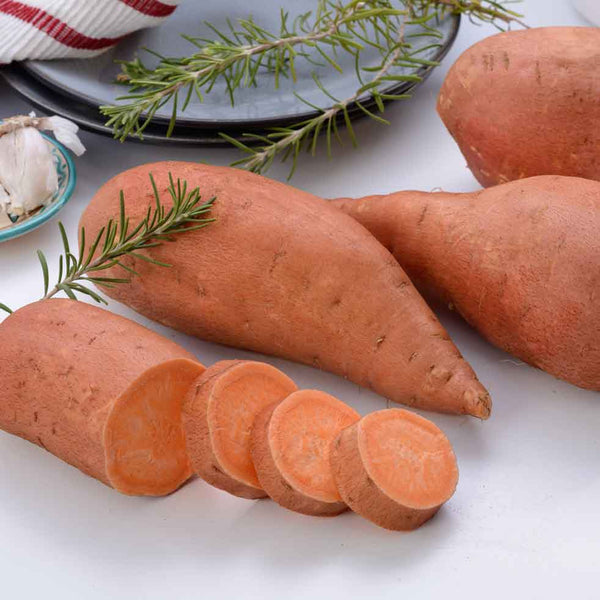 Sweet Potato Plant 'Orleans Orange'