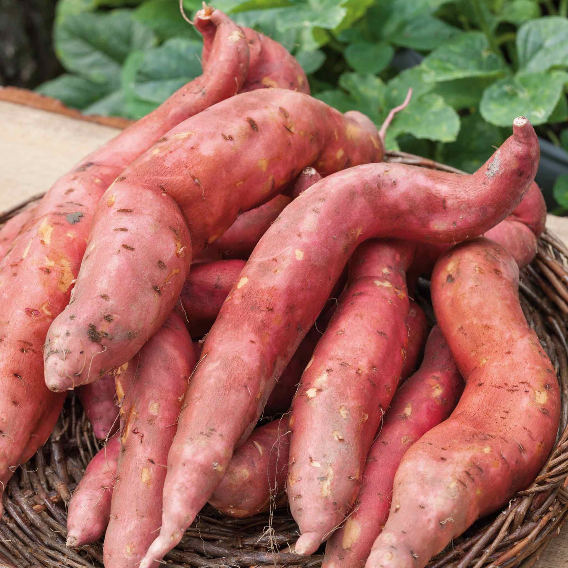 Sweet Potato 'Orleans Orange' Super Plugs Buy Sweet Potato Plants