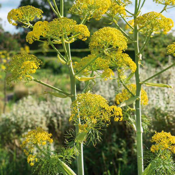 Fennel Plant