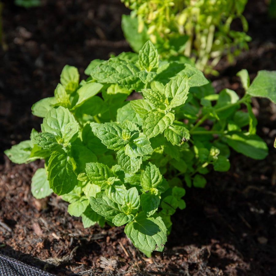 Mint 'Spearmint' Plugs April Despatch Buy Mint Plants Online Mint