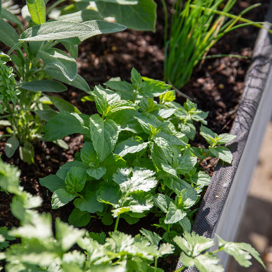 Mint 'Spearmint' Plugs April Despatch Buy Mint Plants Online Mint