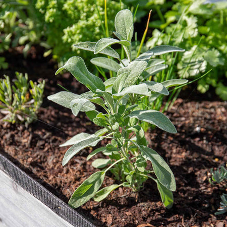 Sage Seeds 'Green Leaved'