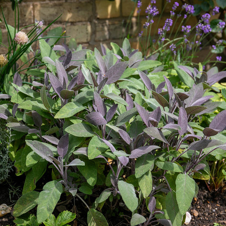 Sage Plant 'Purple Salvia Officinalis Purpurascens'