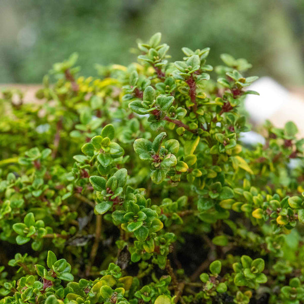 Thyme Plant 'Archers Gold'