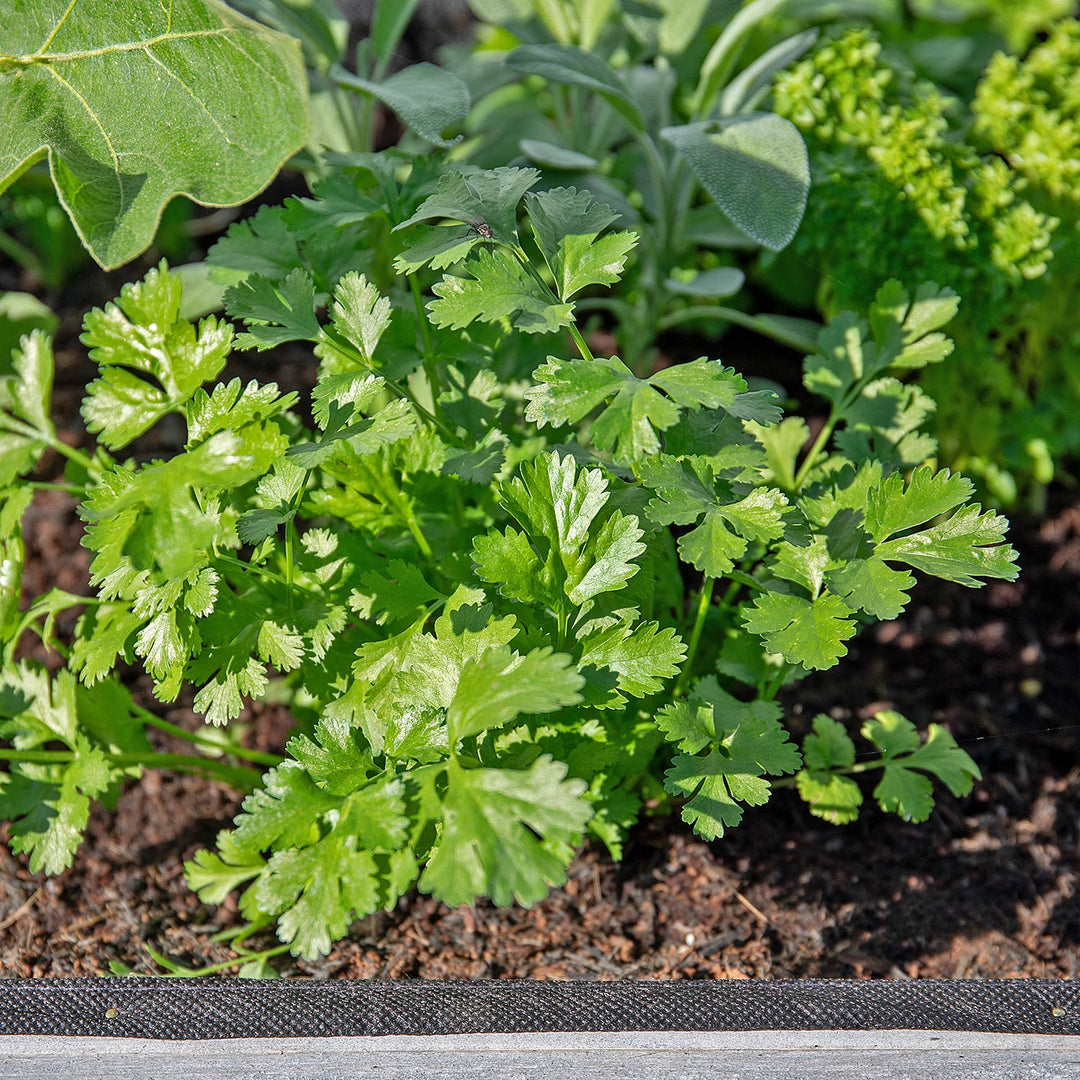 Coriander 9cm 3 Plants Buy Coriander Plants Online Coriander Plants